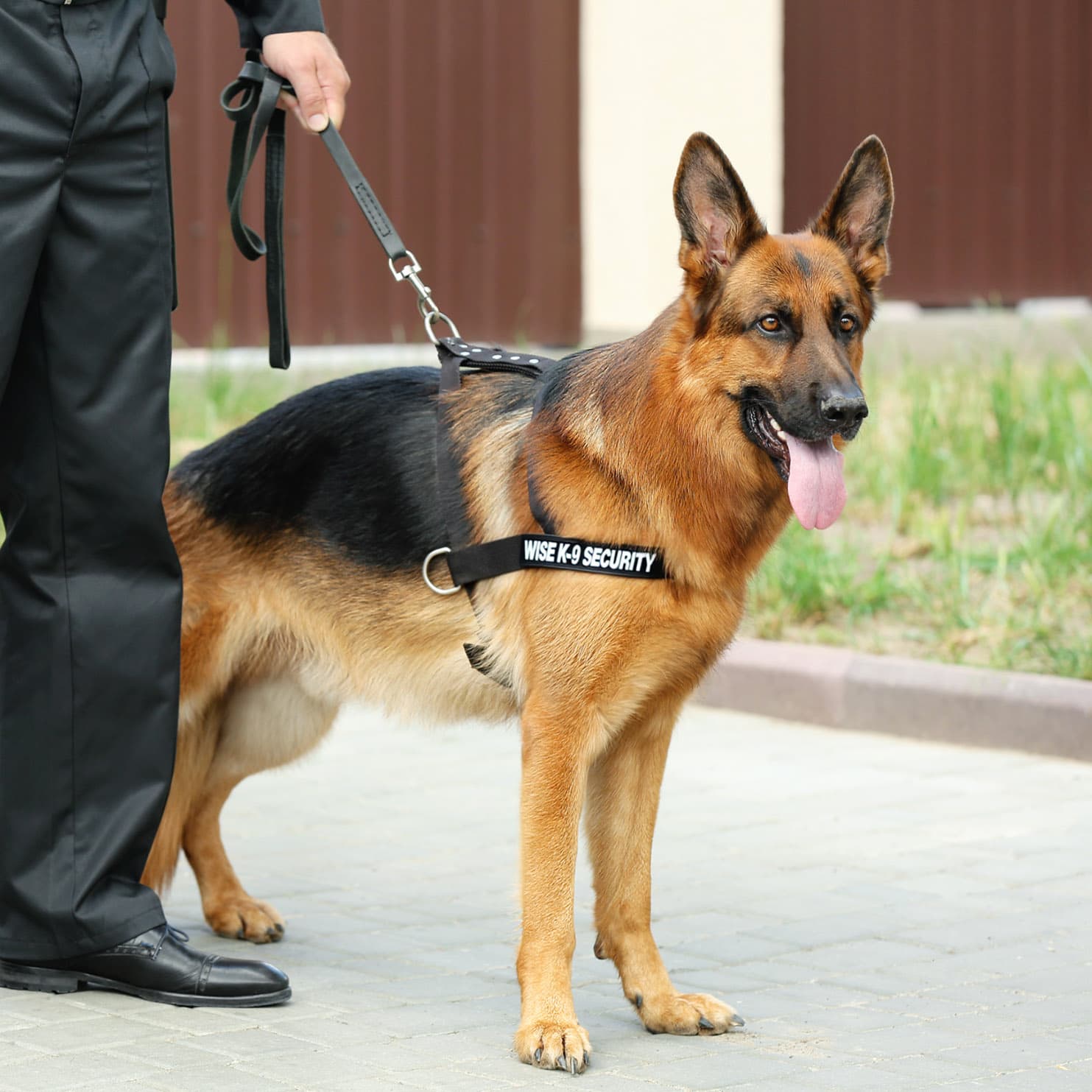 Wise-K9 Canine Security